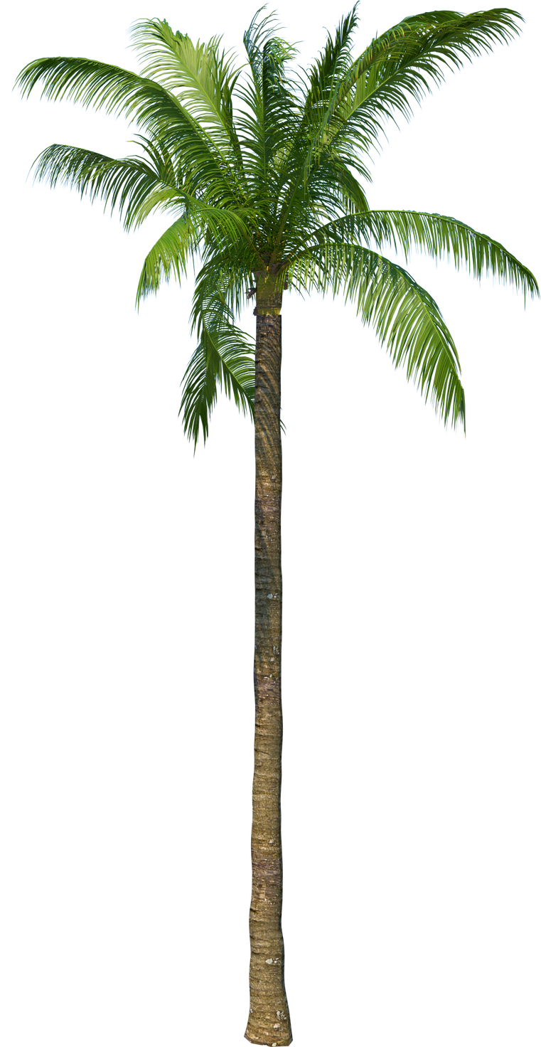 Coconut tree palm